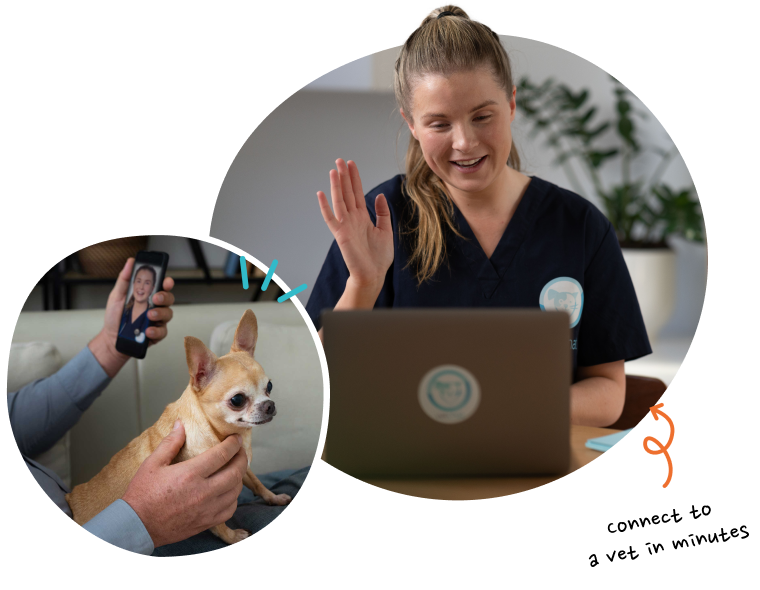 Talk to a vet online discount